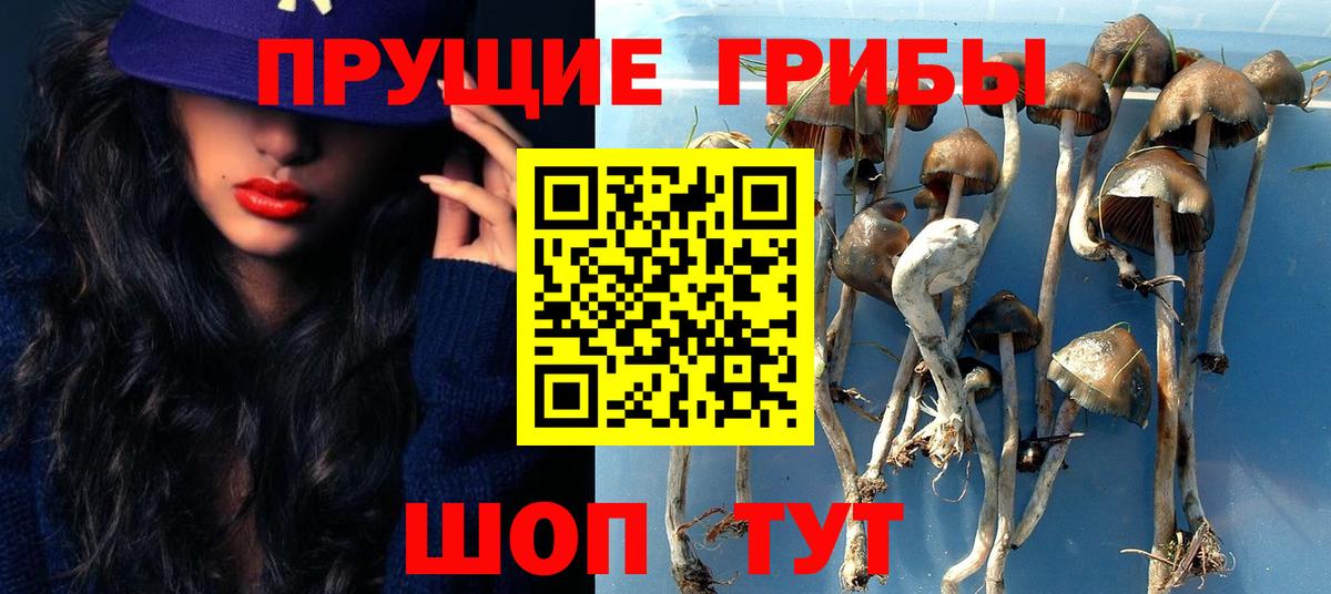 Галлюциногенные грибы Psilocybine cubensis Протвино